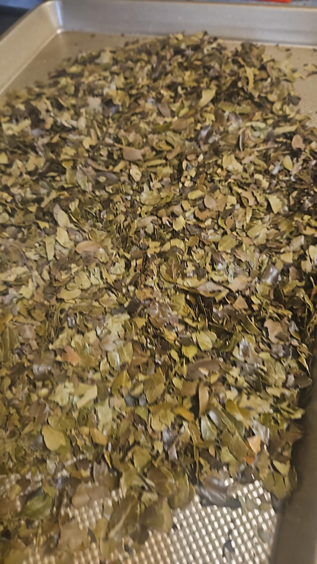 YAUPON TEA- Medium roast